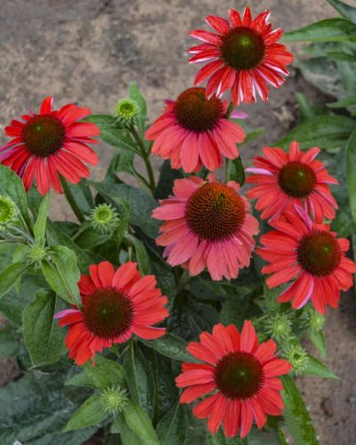 echinacea-frankly-scarlet2