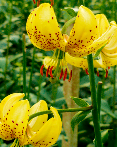 lillium jardins michel corbeil