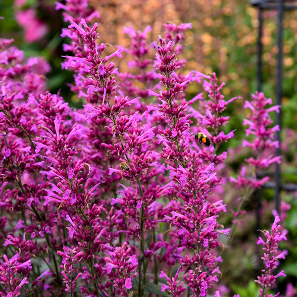 Agastache Meant To Beetm Royal Raspberry
