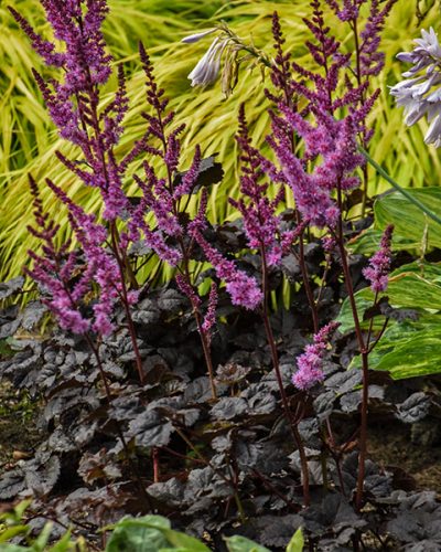 Astilbe Chinensis Dark Side Of The Moon