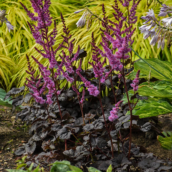Astilbe Chinensis Dark Side Of The Moon