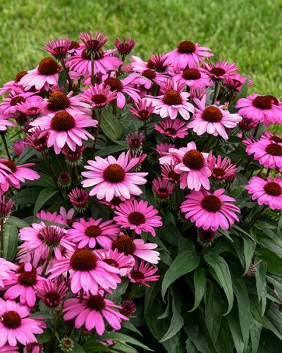 Echinacea Color Coded The Fuchsia Is Bright