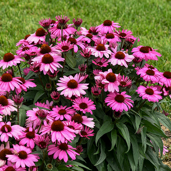 Echinacea Color Coded The Fuchsia Is Bright