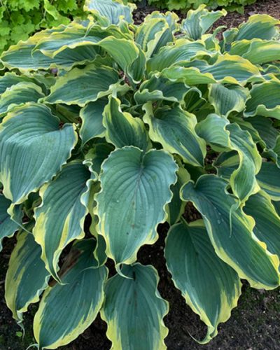 Hosta Shadowland Voices In The Wind