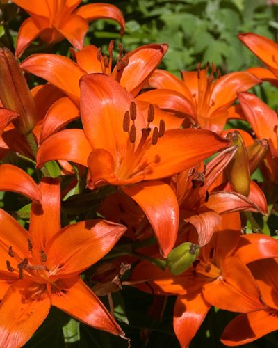 Lilium Asiatic Orange Matrix