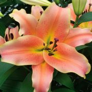 Lilium Oriental X Trumpet Lily Zelmira
