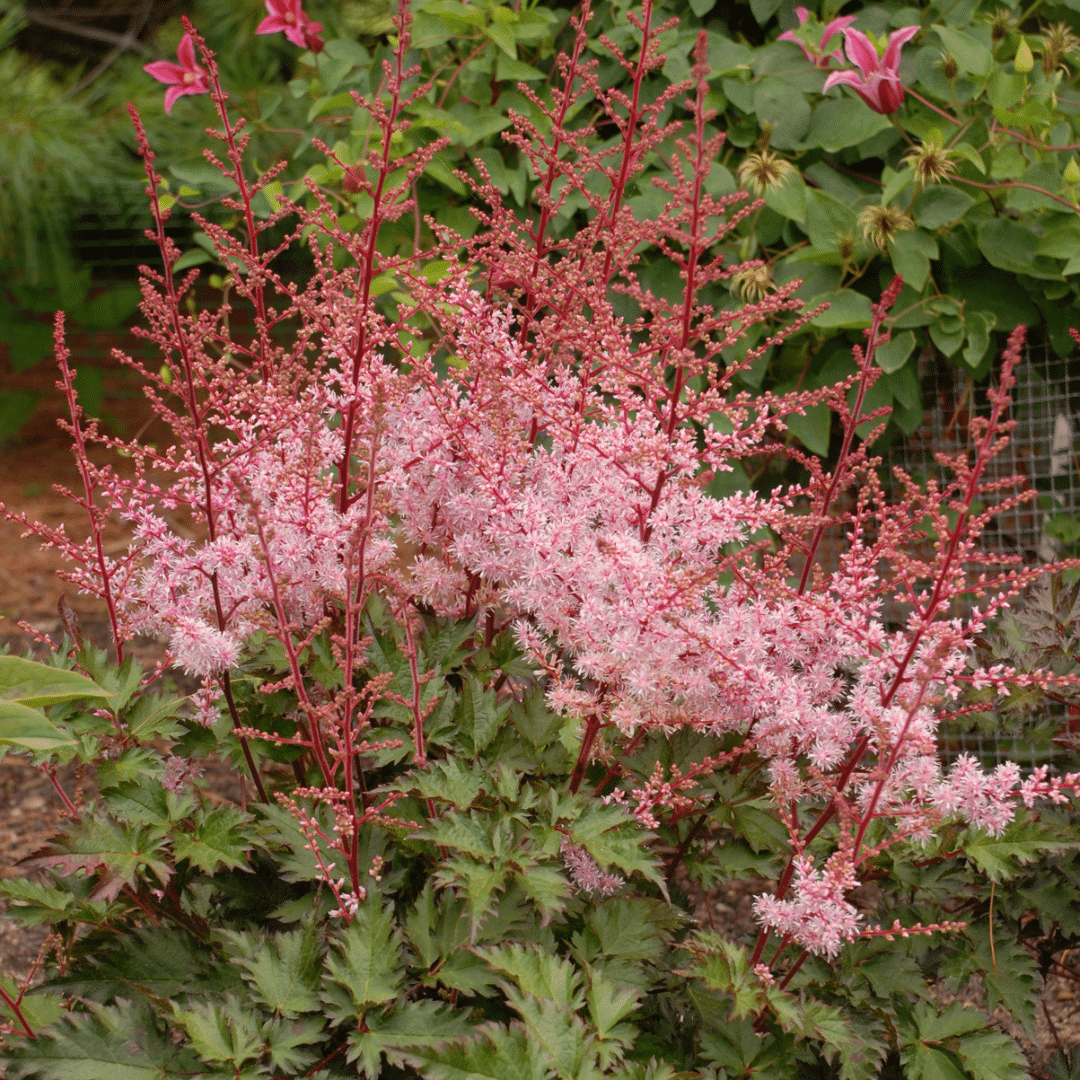 Astilbe 'Delft Lace' (japonica) – Astilbe – False Spirea