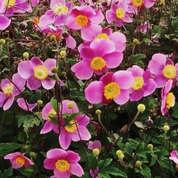 ANEMONE 'Lucky Charm'