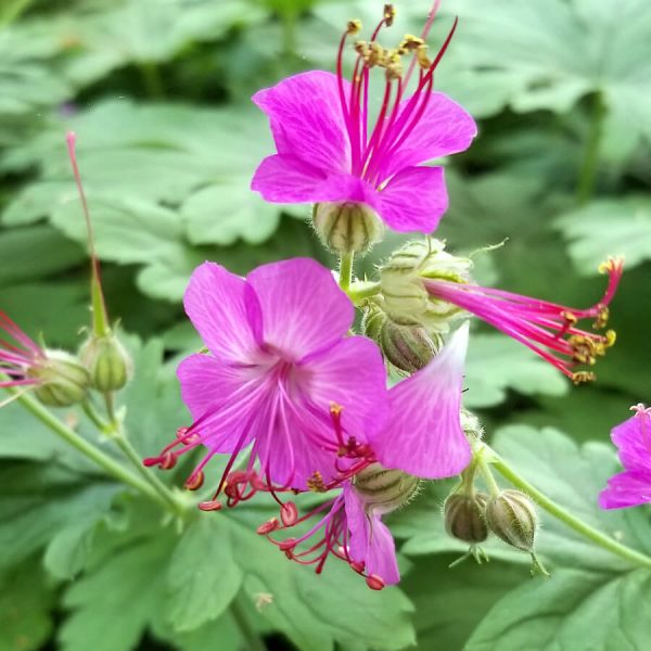 Plante Geranium 'Bevan's Variety' en pleine floraison