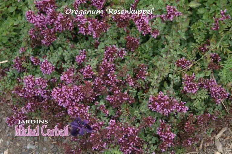 Origanum ‘Rosenkuppel’ – Origan ornemental – Ornemental Oregano ...