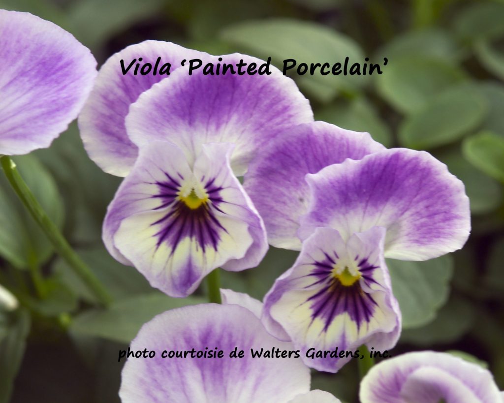 VIOLA ‘Painted Porcelain’ Violette Violet Jardins Michel Corbeil