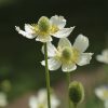Anemone Virginiana - Image 2