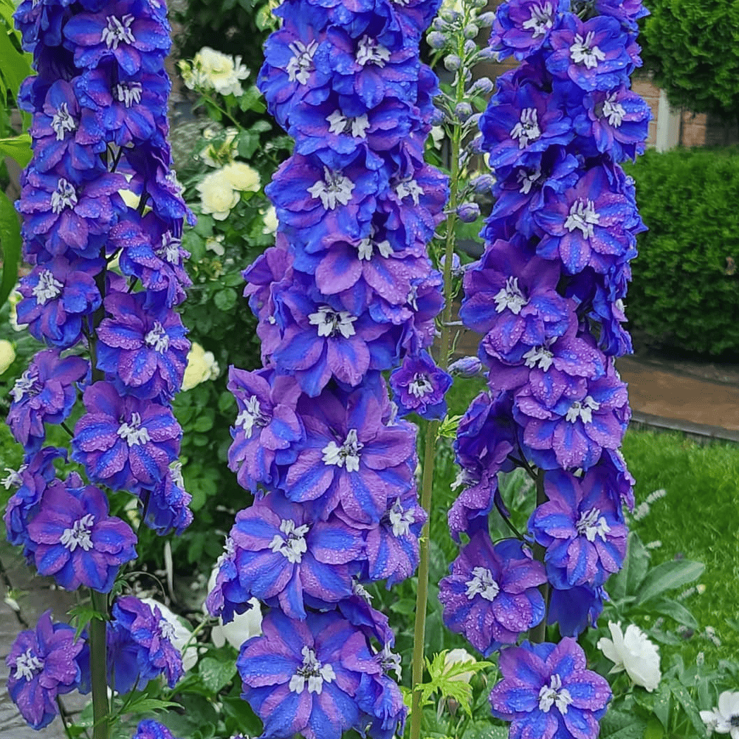 DELPHINIUM ‘Guardian Blue’ (elatum) – Pied d‘alouette – Larkspur