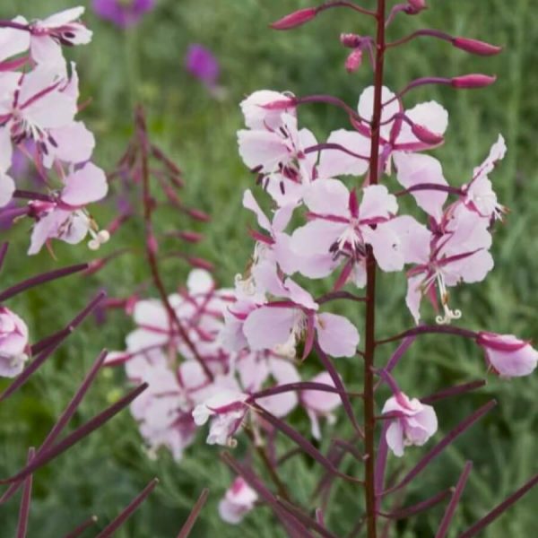 Epilobium Angustifolium 'Stahl Rose'