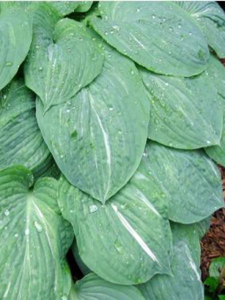 HOSTA ‘Split Milk’ - Jardins Michel Corbeil