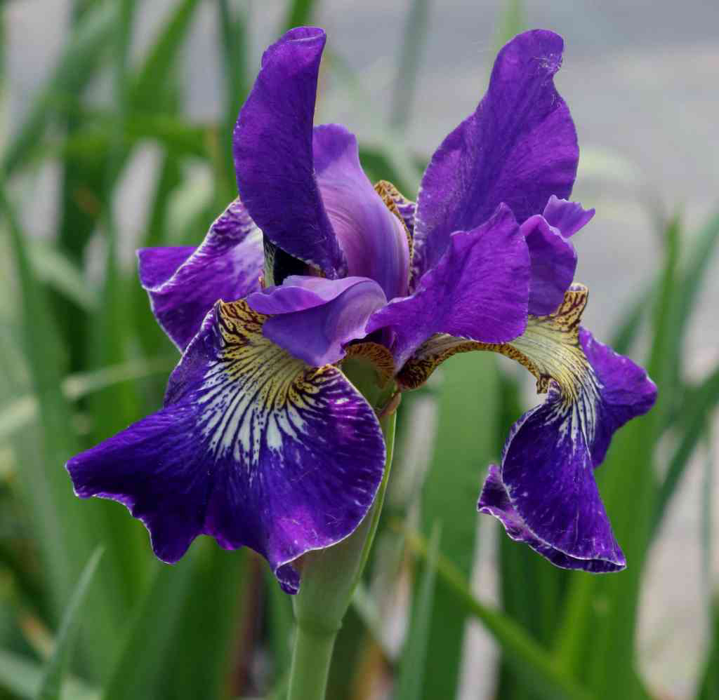 IRIS Golden Edge (sibirica) – Iris de Sibérie – Siberian Iris - Jardins  Michel Corbeil