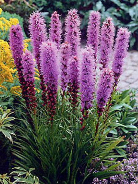 LIATRIS ‘Floristan Violet’ (spicata) – Liatride à épis – Blazing Star ...