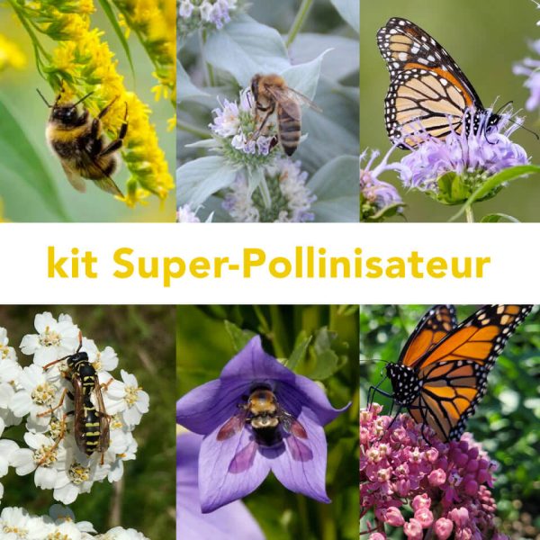 Kit super pollinissateurs