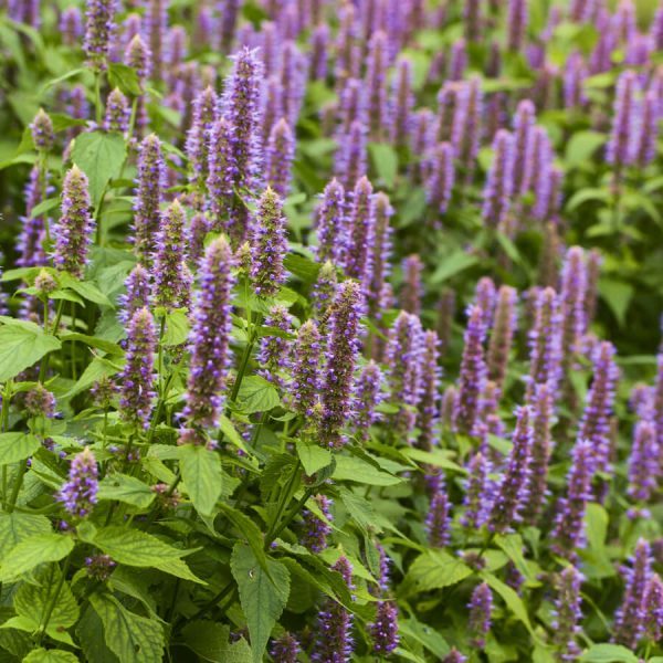 Floraison Agastache foeniculum