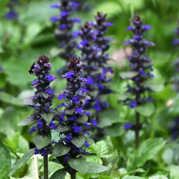 Floraison AJUGA REPTANS bugleweed