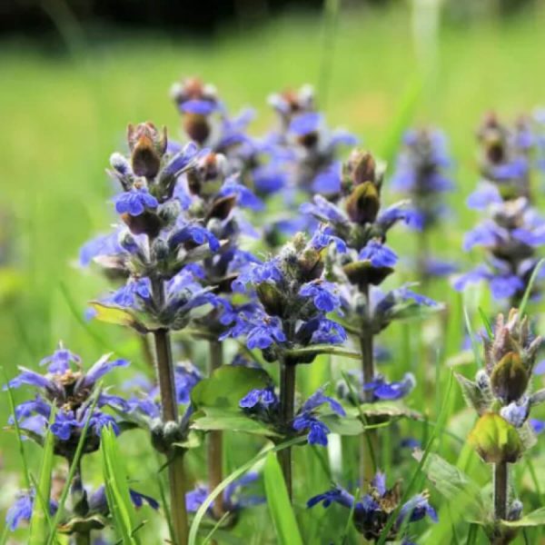 AJUGA REPTANS bugleweed dans Jardins Michel Corbeil