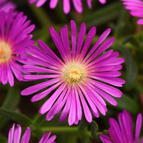 Delosperma Ocean Sunset Violet