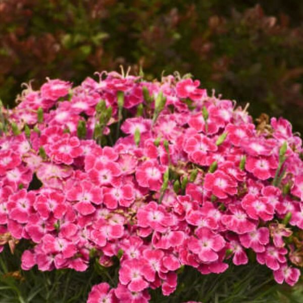 Plante Dianthus Lip Gloss