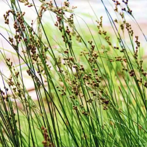 Juncus Inflexus Hard Rush