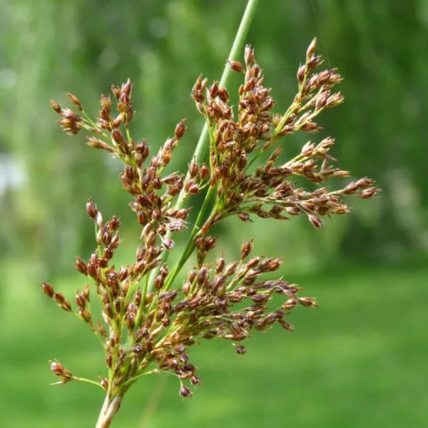 Floraison Juncus Inflexus Hard Rush