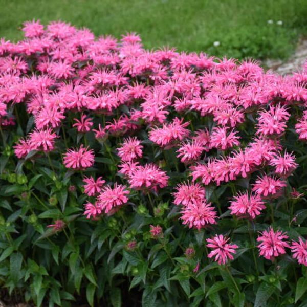 Monarda Pink Chenille