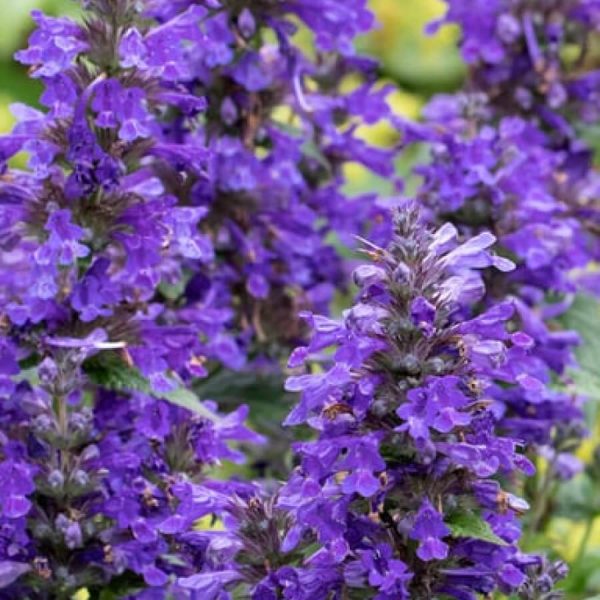 Nepeta Neptune