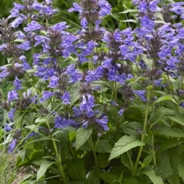 Nepeta 'Bokratune' Neptune: