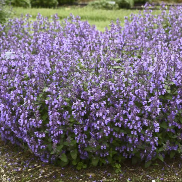 Nepeta