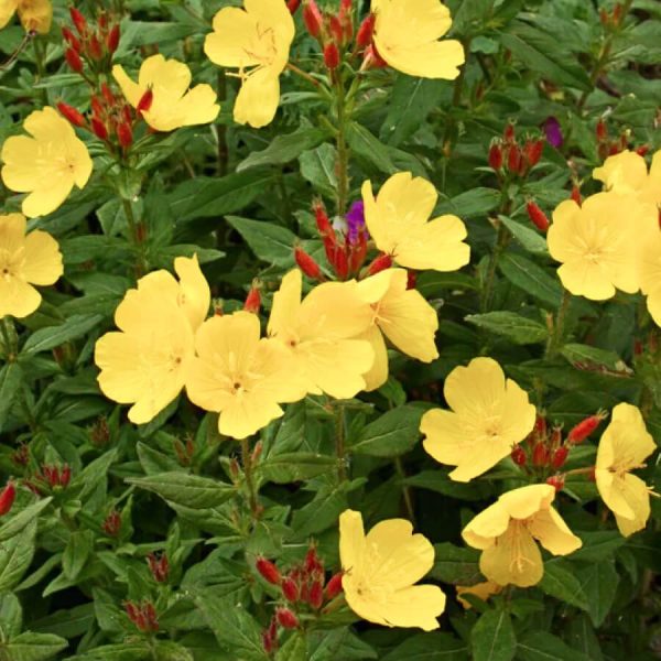 Floraison Oenothera fruticosa