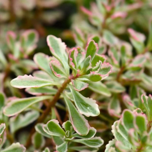 Plante Sedum spurium Tricolor