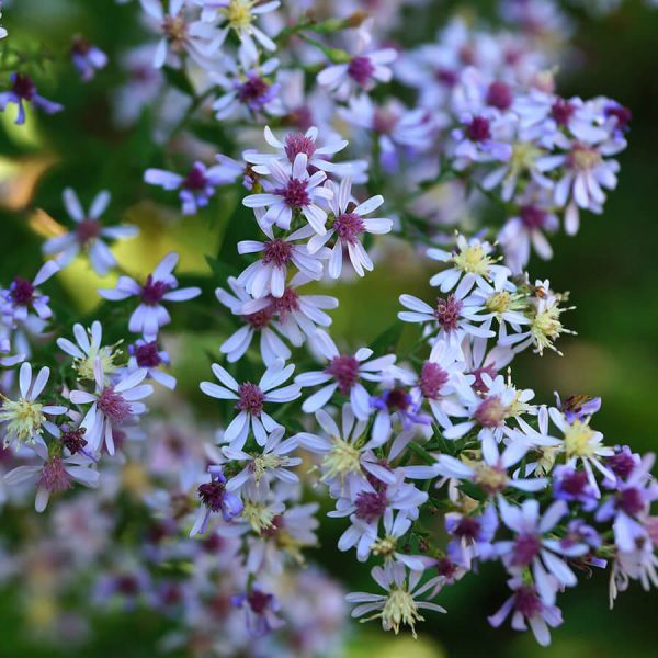 Plante Symphyotrichum cordifolium (Blue Wood Aster)