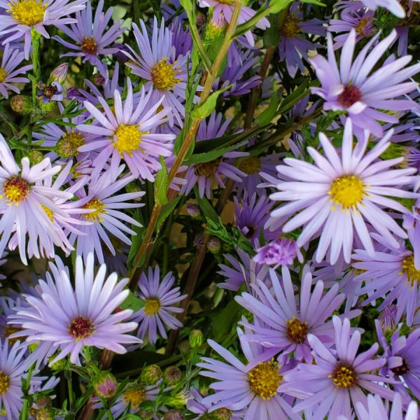 Floraison Symphyotrichum Laeve Smooth Aster