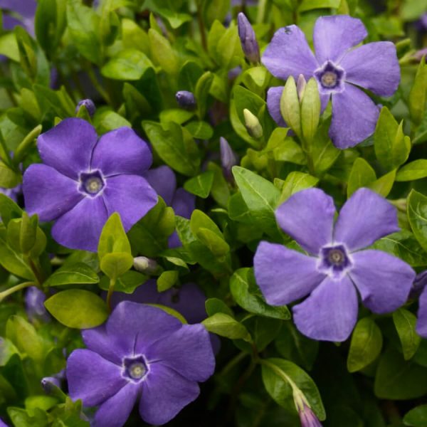 Floraison Vinca Minor Bowless Variety