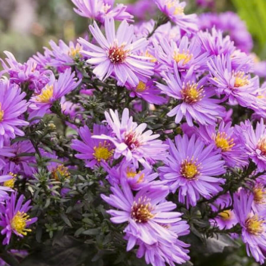 Aster Novae Angliae New England Aster Jardins Michel Corbeil