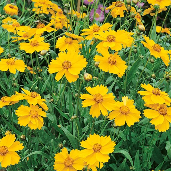 Coreopsis Lanceolata