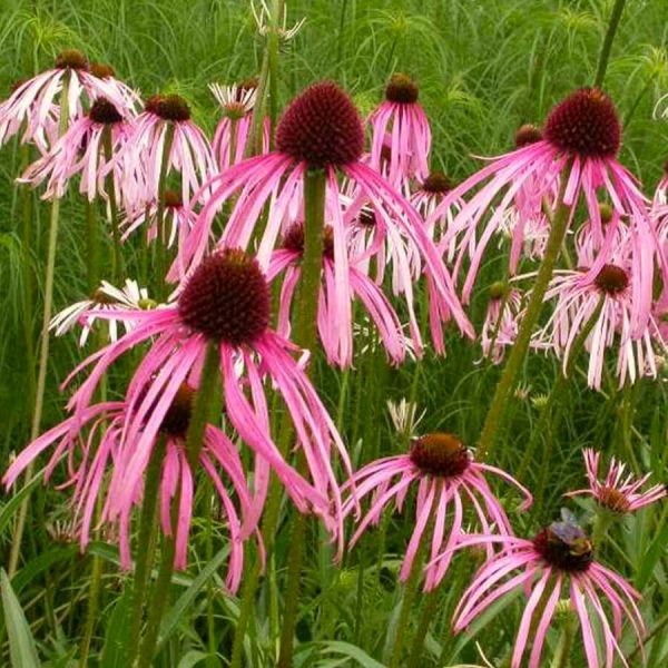 Floraison Echinacea Pallida