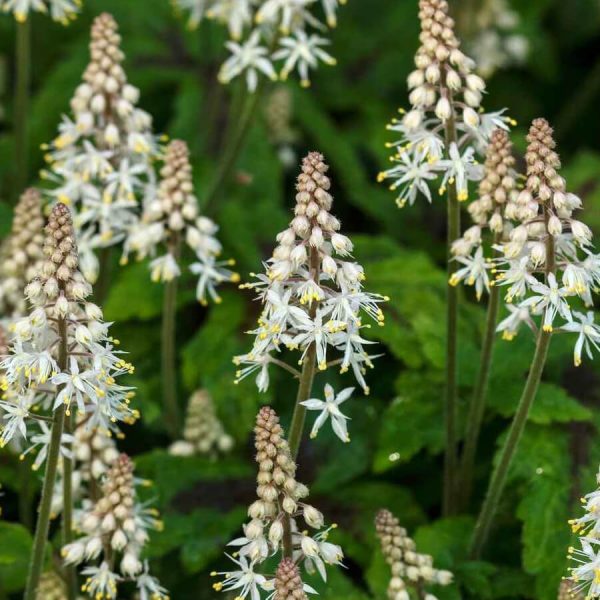 Tiarella Cordifolia